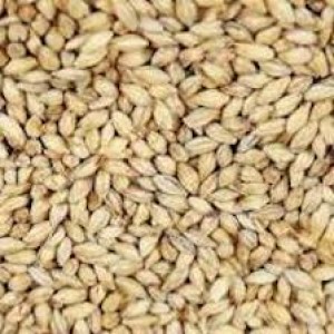 Malt